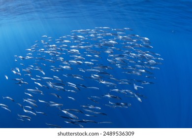 性感美女视频在线观看